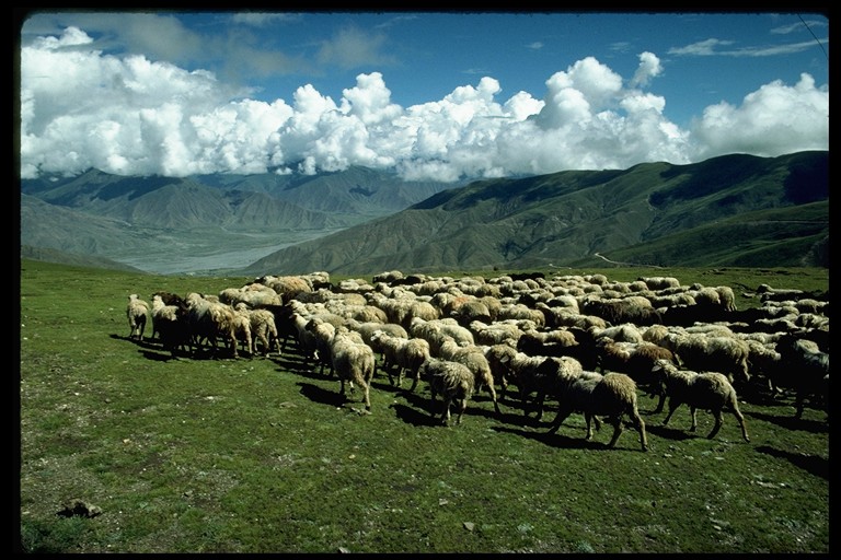 Tibetan-Sheep-