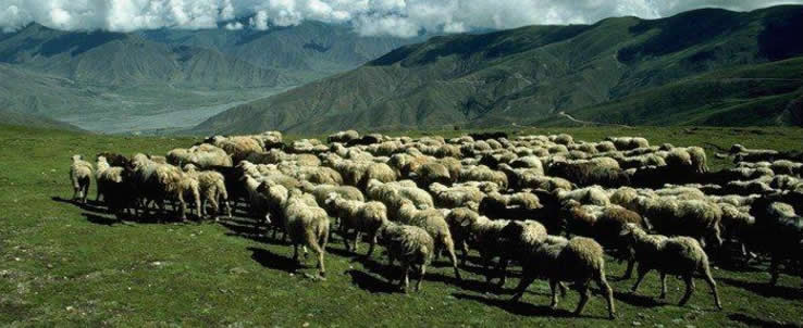 2-tibetan-sheep 2-tibetan-sheep